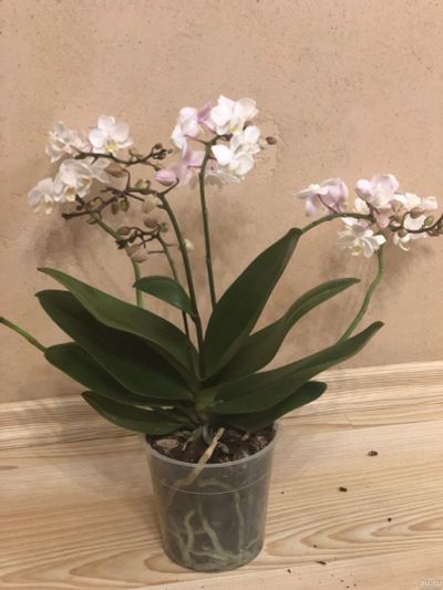Лот: 15228767. Фото: 1. Орхидея фаленопсис Willd White... Горшечные растения и комнатные цветы