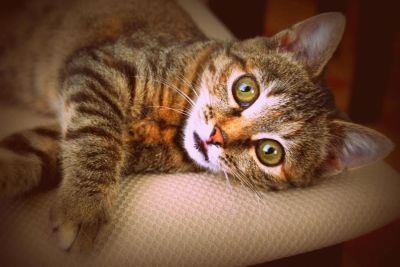 Лот: 3068462. Фото: 1. Маленькая кошечка даром. Кошки, котята