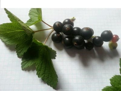 Лот: 11864376. Фото: 1. Свежая смородина. Ягоды, орехи