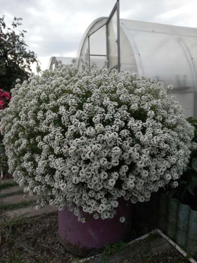 Лот: 16636463. Фото: 1. Алиссум вегетативный. Садовые цветы