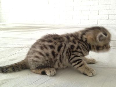 Лот: 9861835. Фото: 1. Котята Шотландские Бенгальские. Кошки, котята