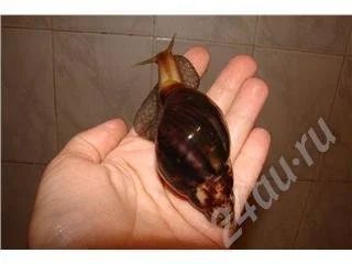 Лот: 361429. Фото: 1. Улитка "ахатина". Моллюски, ракообразные, кораллы