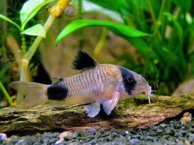 Лот: 15155982. Фото: 1. Панда для аквариума! Коридорас... Рыбки