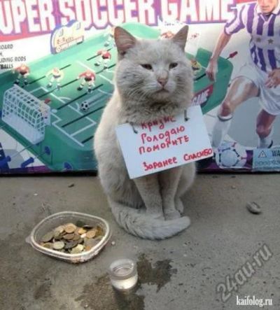 Лот: 5845161. Фото: 1. приму в дар или обменяю на свои... Кошки, котята