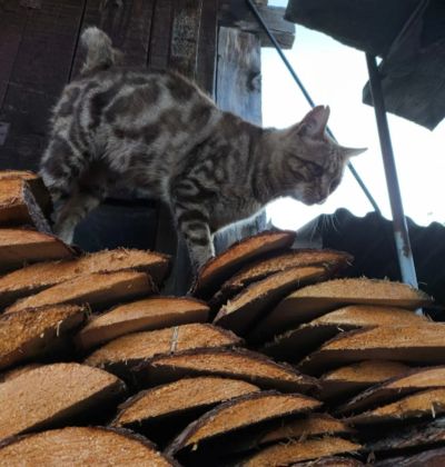Лот: 25736556. Фото: 1. Отдам в добрые руки молодого котика. Кошки, котята