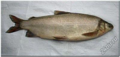 Лот: 5830676. Фото: 1. Чир малосольный. Икра, рыба, морепродукты