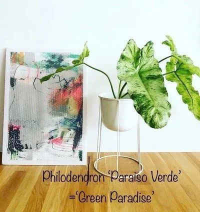 Лот: 15837254. Фото: 1. Филодендрон «Paraiso Verde». Горшечные растения и комнатные цветы