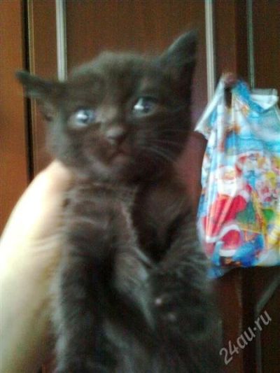 Лот: 747103. Фото: 1. Отдам котят в хорошие руки!. Остальные животные