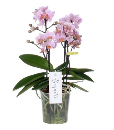 Лот: 21791963. Фото: 1. Орхидея фаленопсис Passione, мультифлора... Горшечные растения и комнатные цветы