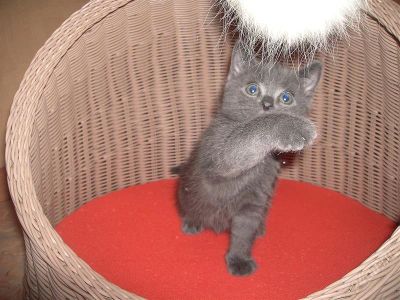 Лот: 1479312. Фото: 1. Британский котенок. Кошки, котята
