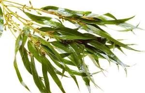 Лот: 5258909. Фото: 1. Эвкалипт (Folia Eucalypti viminalis... Другое (красота и здоровье)