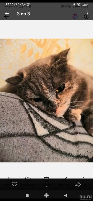 Лот: 14788554. Фото: 1. Шотландская кошечка. Кошки, котята