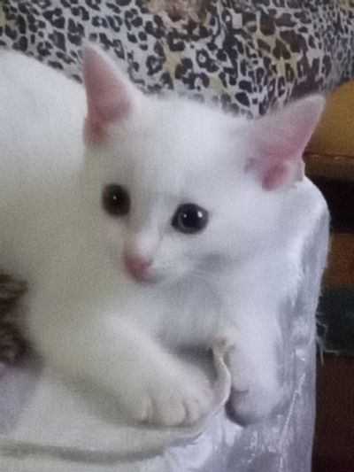 Лот: 17460742. Фото: 1. Котята. Кошки, котята