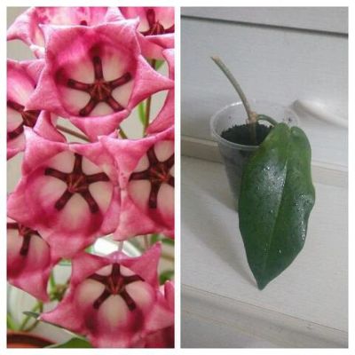 Лот: 12367779. Фото: 1. Хойя Hoya Archboldiana Pink Flower. Горшечные растения и комнатные цветы