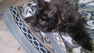 Лот: 4551199. Фото: 1. Курильский Бобтейл, котенок 2... Кошки, котята