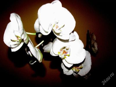 Лот: 1402841. Фото: 1. Орхидея цветы 11 см в диаметре. Горшечные растения и комнатные цветы