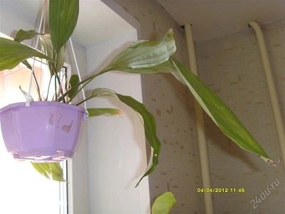 Лот: 1702845. Фото: 1. Орхидея Супер Пупер Стангопея... Горшечные растения и комнатные цветы