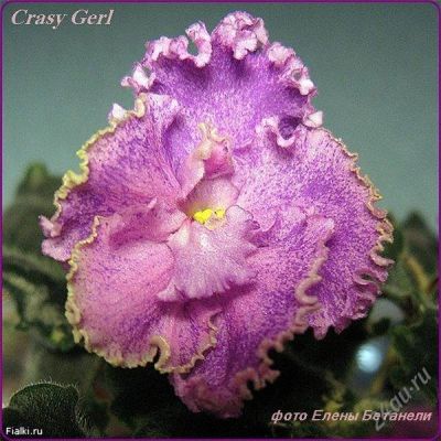 Лот: 1201682. Фото: 1. лист фиалки Crazy Girl. Горшечные растения и комнатные цветы