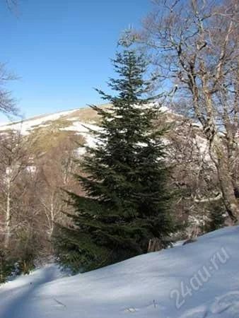 Лот: 2315505. Фото: 1. Елка Новогодняя-живая(пихта) пока... Аксессуары