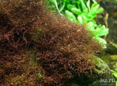 Лот: 9788604. Фото: 1. Водоросль Калоглосса (Caloglossa... Водные растения