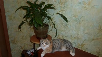 Лот: 4219337. Фото: 1. Шотландская вислоухая кошка. Кошки, котята
