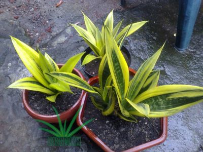 Лот: 16624064. Фото: 1. Сансевиерия Голден Флейм (Sansevieria... Горшечные растения и комнатные цветы