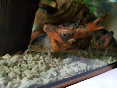 Лот: 12732759. Фото: 1. Рак Флоридский. Моллюски, ракообразные, кораллы
