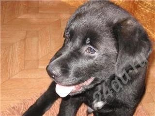 Лот: 244488. Фото: 1. продам лабродора мальчика. Остальные животные