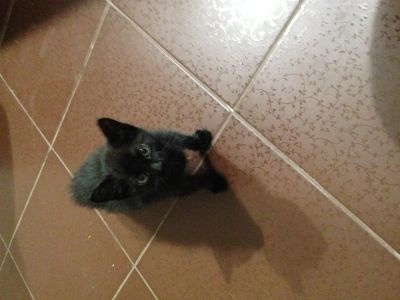 Лот: 3555928. Фото: 1. Отдам храброго и интеллектуального... Кошки, котята