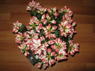 Лот: 5426823. Фото: 1. азалия!! шикарный цветущий куст... Горшечные растения и комнатные цветы