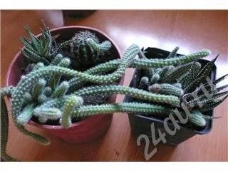 Лот: 465305. Фото: 1. кактус 1 горшок. Горшечные растения и комнатные цветы