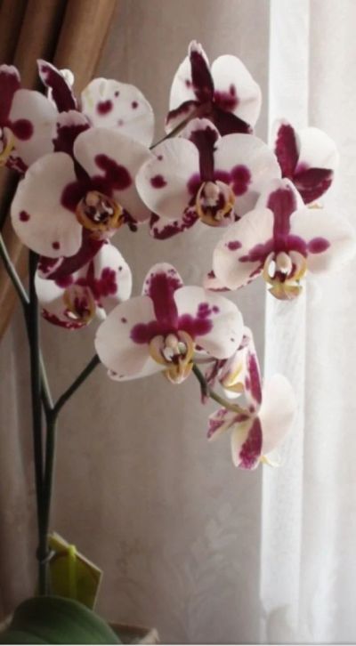 Лот: 15659974. Фото: 1. Орхидея Фаленопсис,F4, отцвела. Горшечные растения и комнатные цветы
