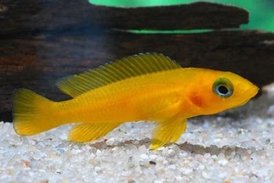 Лот: 2998637. Фото: 1. Лампрологус апельсиновый (Neolamprologus... Рыбки