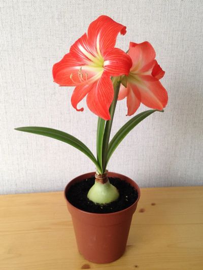 Лот: 11663268. Фото: 1. Гиппеаструм / Домашняя лилия. Горшечные растения и комнатные цветы