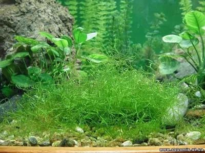 Лот: 953094. Фото: 1. мох яванский. Водные растения