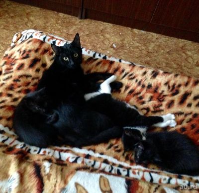 Лот: 10320240. Фото: 1. черный котенок подросток. Кошки, котята