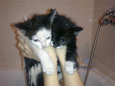 Лот: 1432811. Фото: 1. Миленькие котята. Кошки, котята