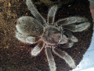 Лот: 3388623. Фото: 1. Граммостола розовая (Grammostola... Остальные животные