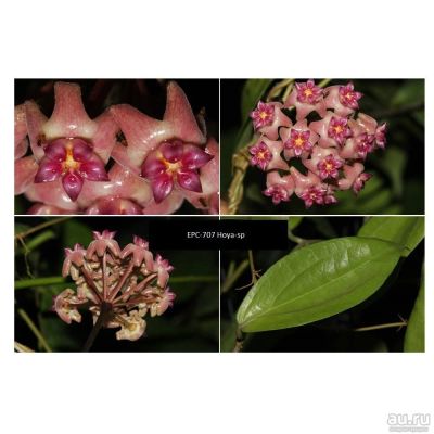 Лот: 13558946. Фото: 1. Хойя.Hoya UT-039 Flores Island... Горшечные растения и комнатные цветы