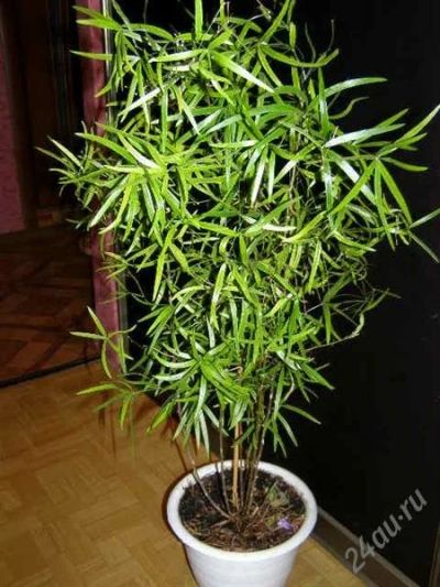 Лот: 2820582. Фото: 1. Аспарагус. Горшечные растения и комнатные цветы