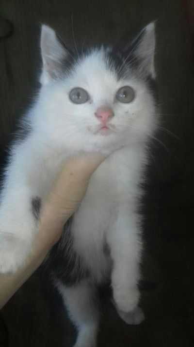 Лот: 10418254. Фото: 1. Отдам котенка. Мальчик, 2 мес... Кошки, котята