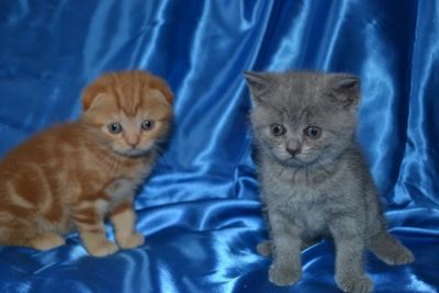 Лот: 4496882. Фото: 1. Продаются шотландские котята. Кошки, котята