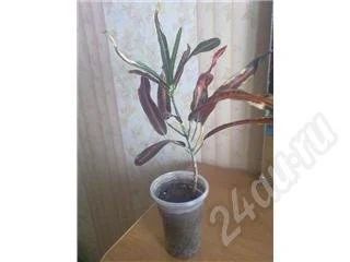 Лот: 251136. Фото: 1. Кротон. Горшечные растения и комнатные цветы
