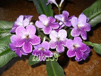 Лот: 1688526. Фото: 1. Детка стрептокарпуса Sandra. Горшечные растения и комнатные цветы