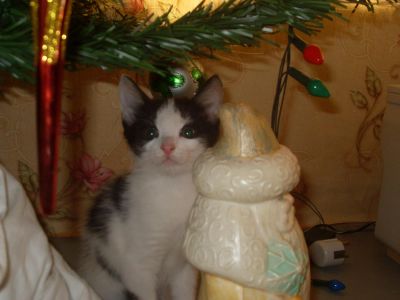 Лот: 4906067. Фото: 1. Сократ ищет своего хозяина!. Кошки, котята