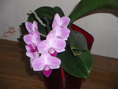 Лот: 9671446. Фото: 1. Орхидея фаленопсис с большой деткой... Горшечные растения и комнатные цветы