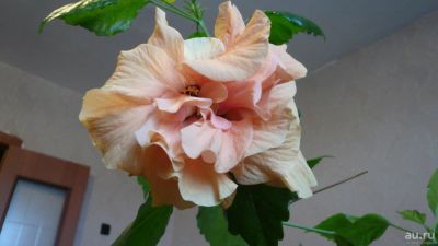 Лот: 8405525. Фото: 1. Гибискус персиковый махровый... Горшечные растения и комнатные цветы
