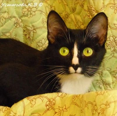Лот: 6118942. Фото: 1. Отдам в добрые руки котят. Кошки, котята