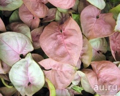 Лот: 9189905. Фото: 1. Сингониумы. Горшечные растения и комнатные цветы