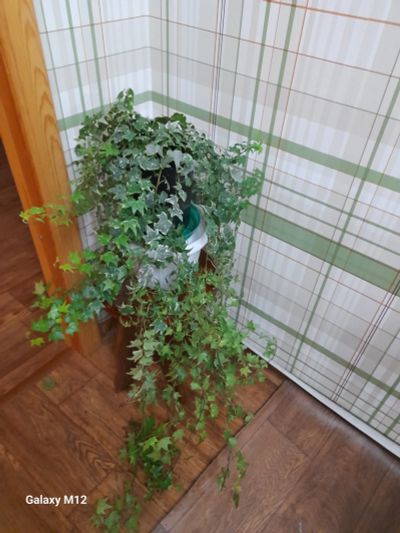 Лот: 25024625. Фото: 1. Плющ вариагата. Горшечные растения и комнатные цветы